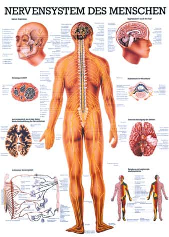 Lehrtafel Nervensystem 70x100cm